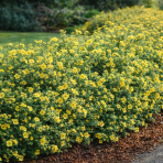 Nátržník krovitý (Potentilla fruticosa) ´GOLDSTAR´ - výška 20-30 cm, ⌀ 40-50 cm, kont. C2L
